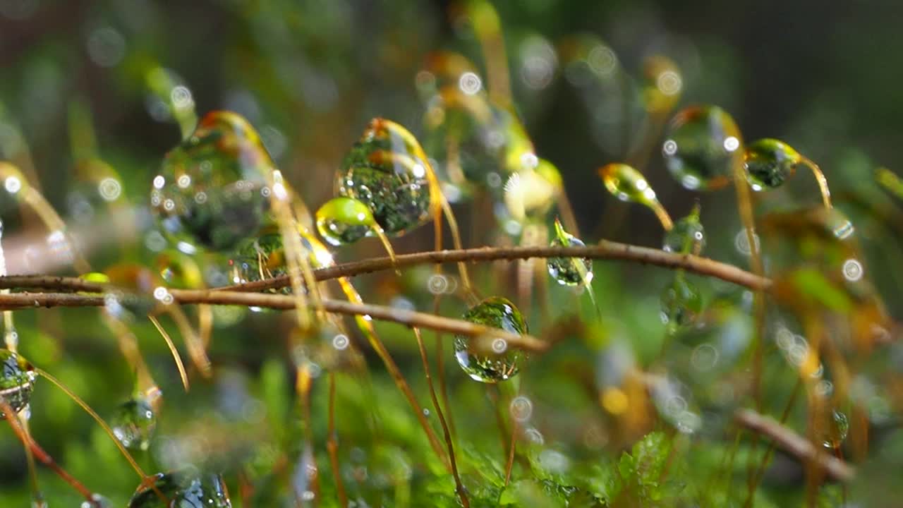 青苔露珠视频素材