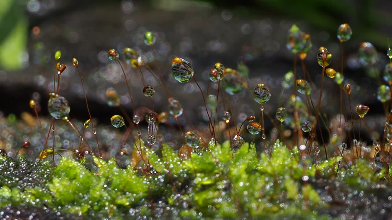 青苔露珠视频素材