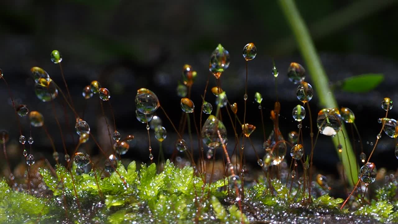 青苔露珠视频素材