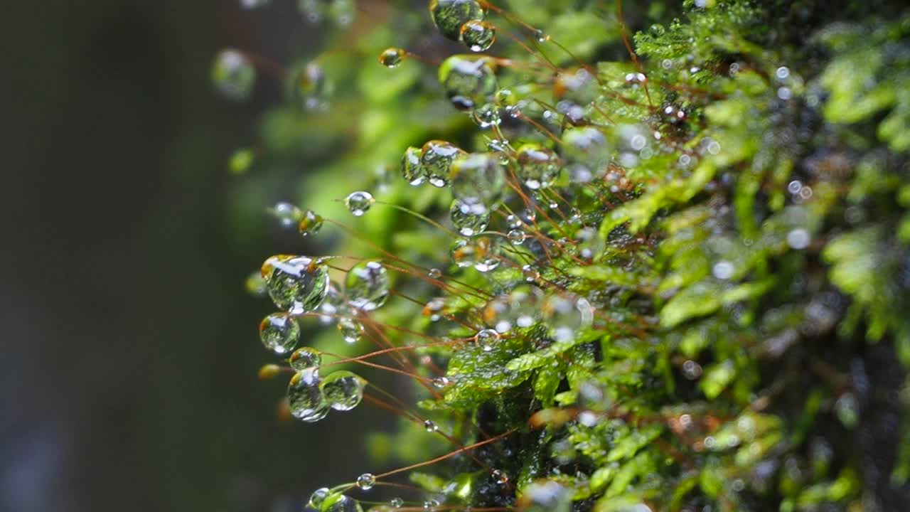 青苔露珠视频素材