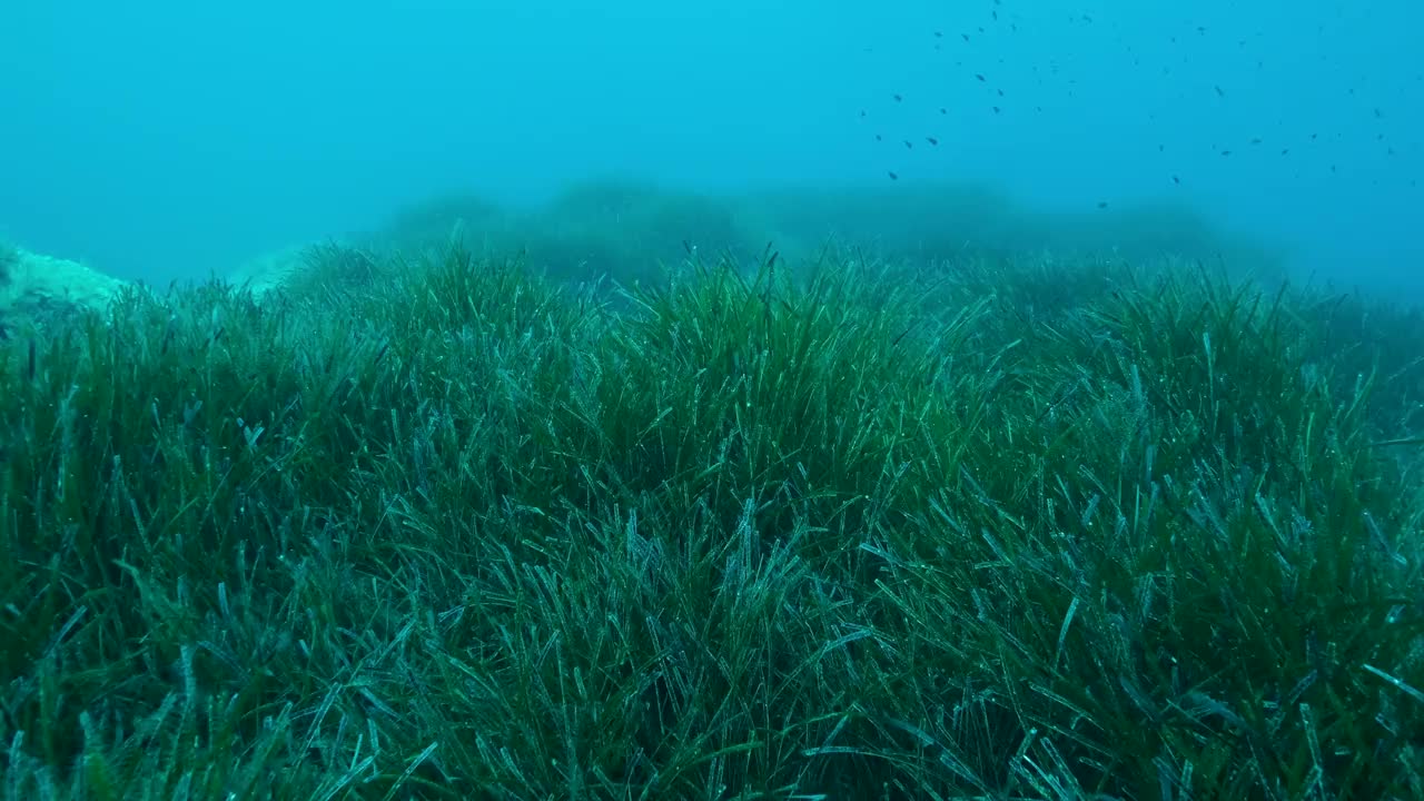 郁郁葱葱的海草，上青色的海水背景。相机向前移动在绿色海草地中海绦草或海王星草(Posidonia)。地中海、塞浦路斯视频素材