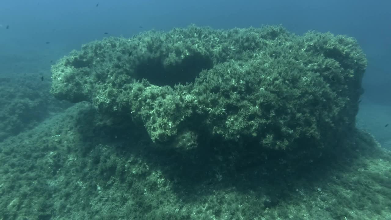 地中海染色鱼(chromis chromis)游过覆盖着棕色海藻(Cystoseira)的岩石海床。摄像机移向礁石。地中海、塞浦路斯视频素材