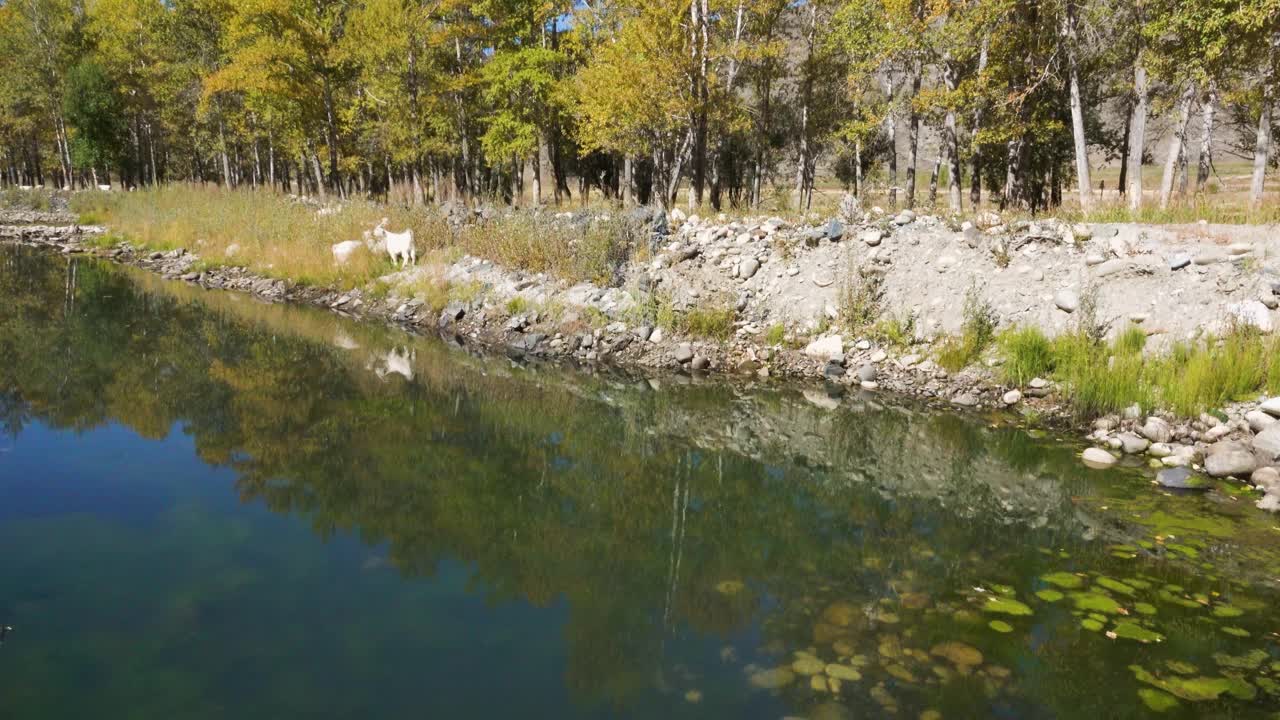 诗情画意的风景，清澈的蓝天，清澈的河流，郁郁葱葱的树木，峡谷。视频素材