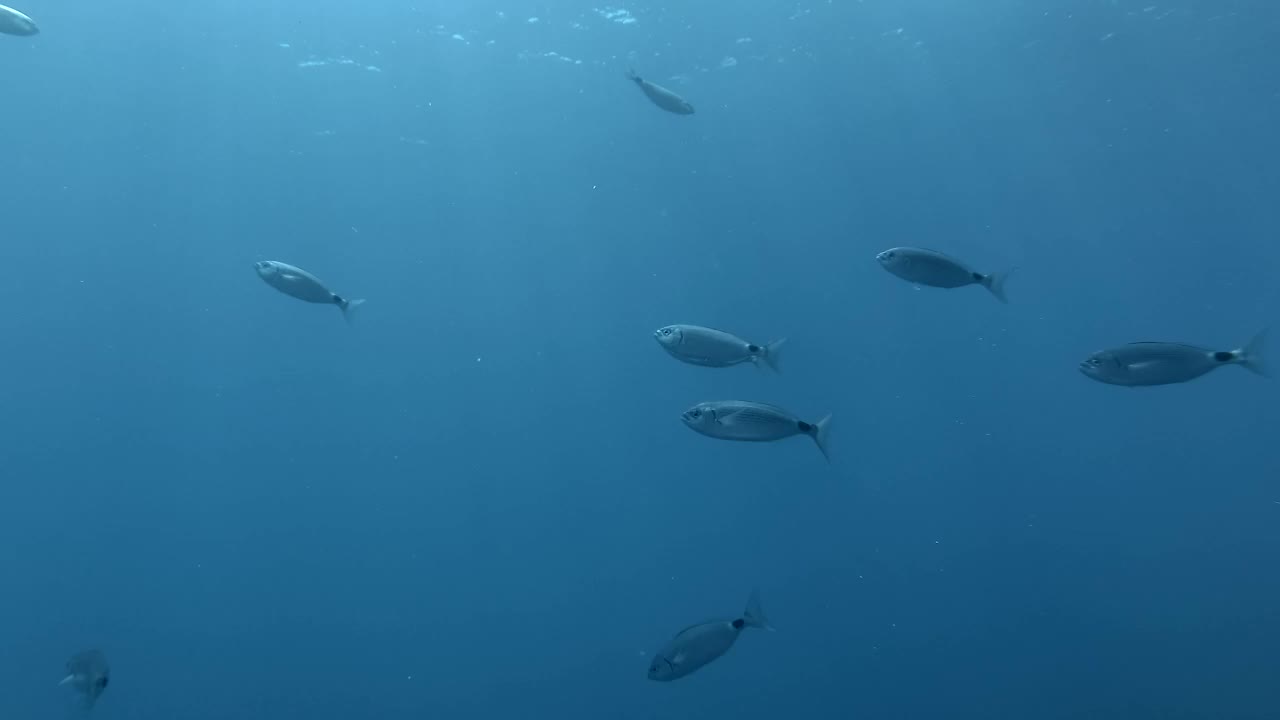 斑马鱼在阳光下的蓝色海水中游泳。地中海、塞浦路斯视频素材