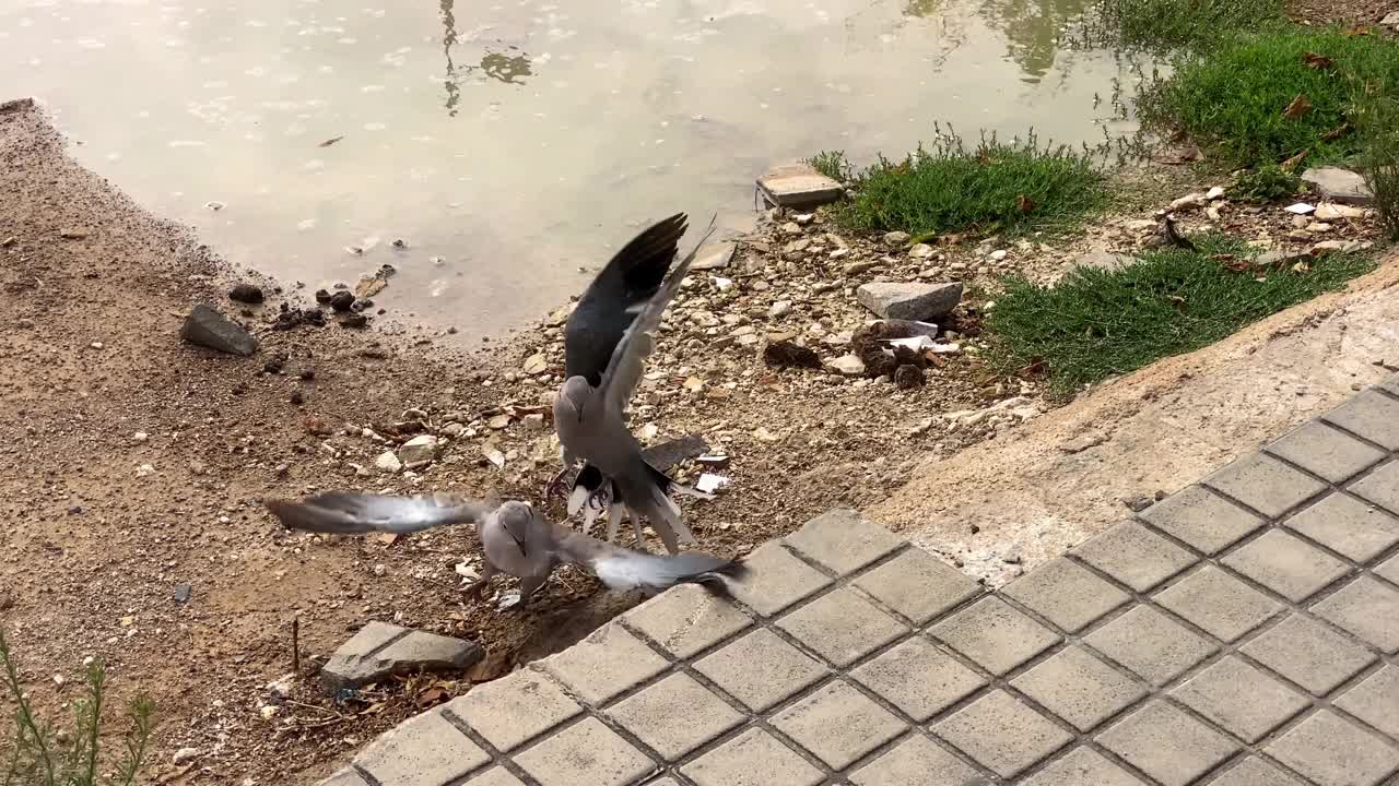 两只鸽子在打架视频素材