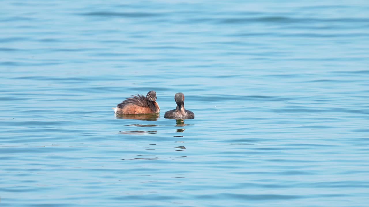 小grebe (Tachybaptus ruficollis)视频素材