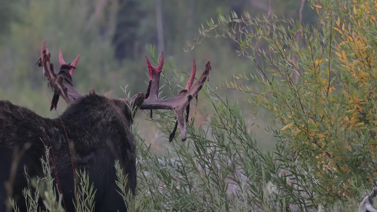 MS 4K拍摄了一个巨大的公驼鹿(Alces Alces)脱下他的天鹅绒，并在日出时接近相机视频素材