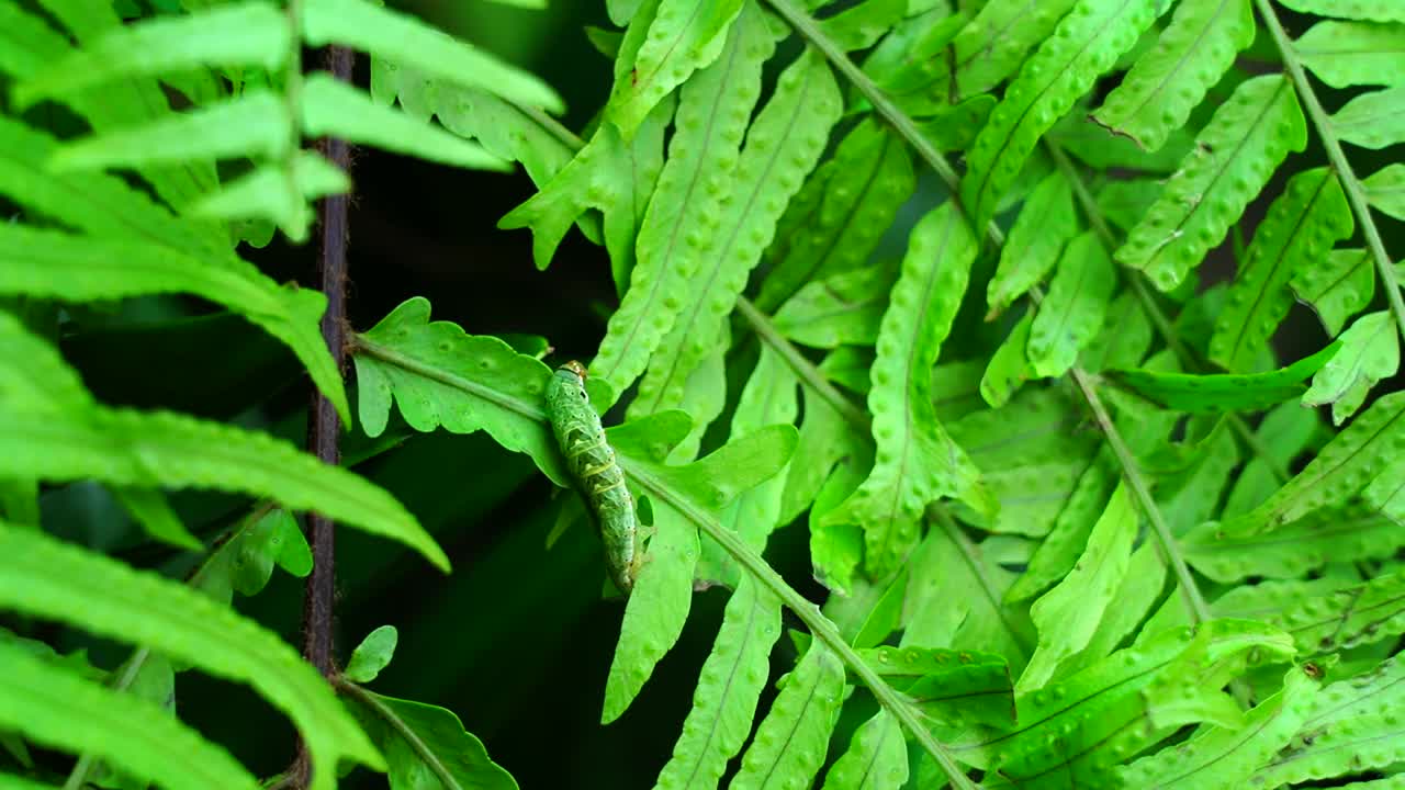 绿色的蕨类植物花园里的绿色毛虫视频素材