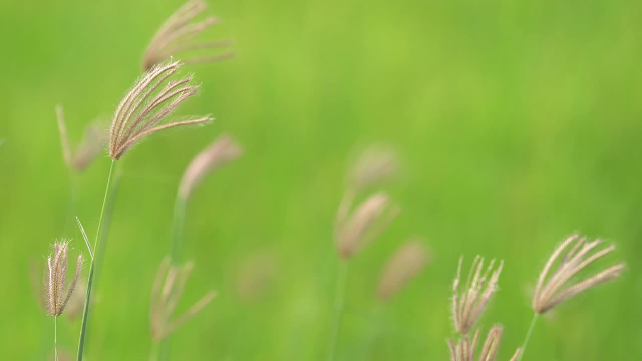 芦苇草的花视频素材