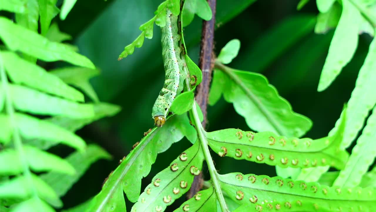 绿色的蕨类植物花园里的绿色毛虫视频素材