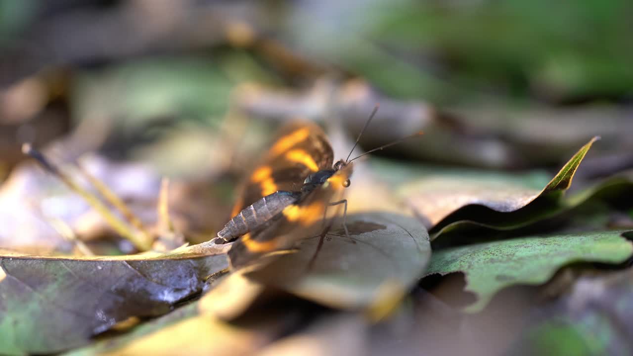 蝴蝶视频素材