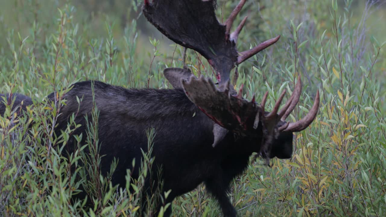 MS 4K拍摄了一个巨大的公驼鹿(Alces Alces)脱下他的天鹅绒，并在日出时接近相机视频素材