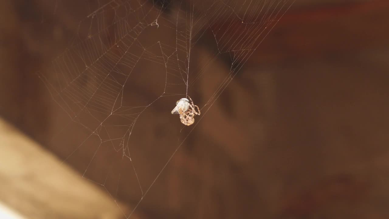 蜘蛛把受害者裹在蜘蛛网里视频素材