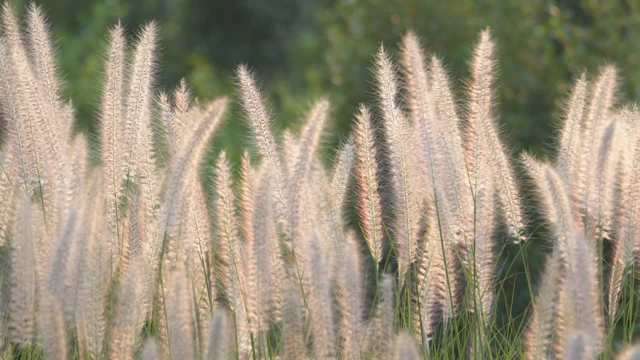 白色的芦苇草视频素材