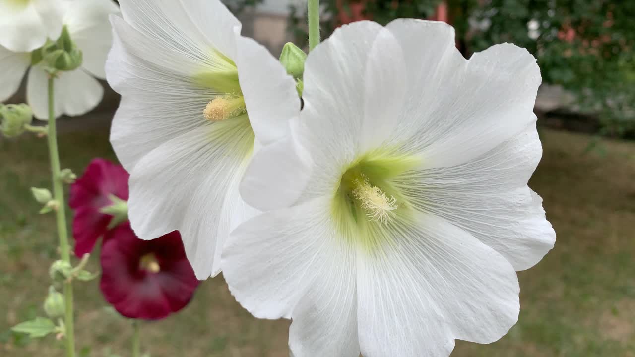 花视频素材