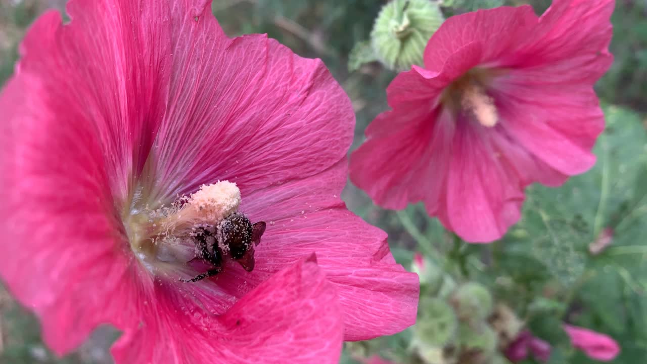 花视频素材