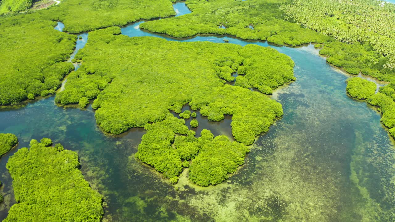 红树林和河流的鸟瞰图视频素材