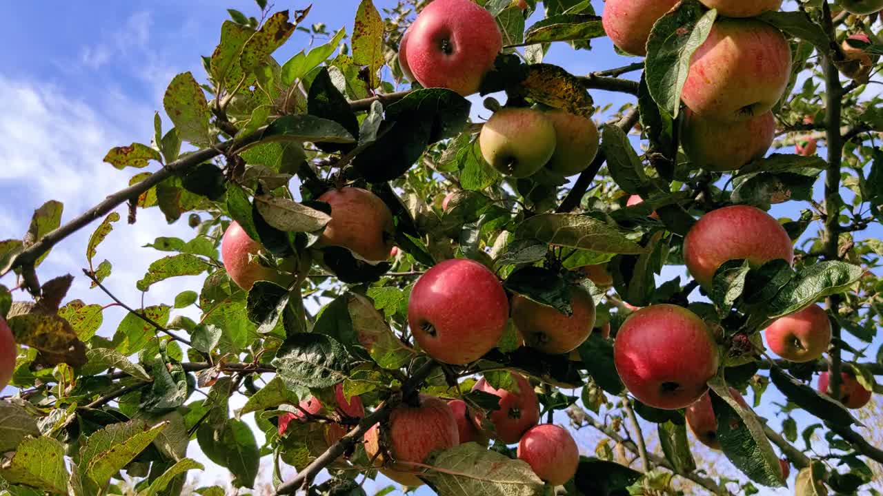 花园里树枝上的红苹果。视频素材