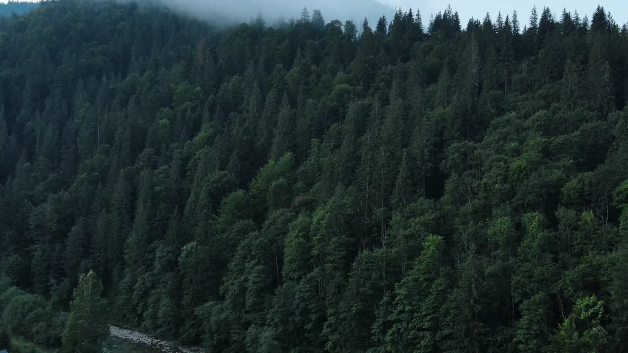 无人机拍摄的清晨雾吹过雄伟平静的松树林。空中拍摄的雾天青山云杉树林。旅行目的地的概念视频素材