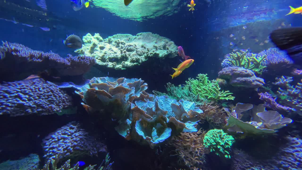 盐水水族馆视频素材