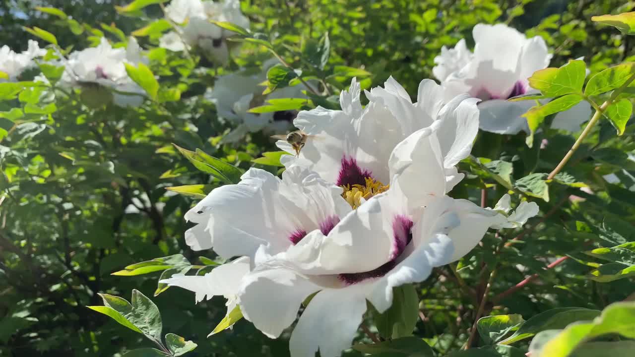 在春天的花园里，粉红色花瓣的牡丹花。牡丹。视频素材