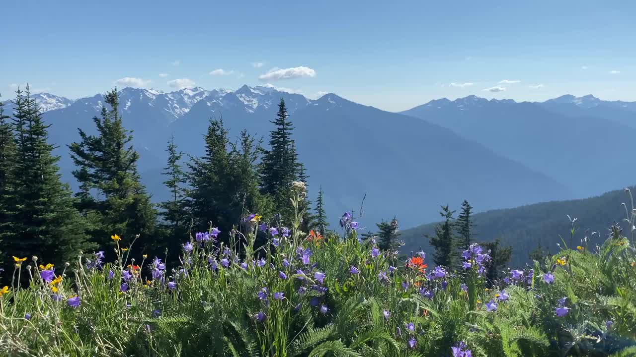 在奥林匹克国家公园的飓风山脊野花盛开视频素材