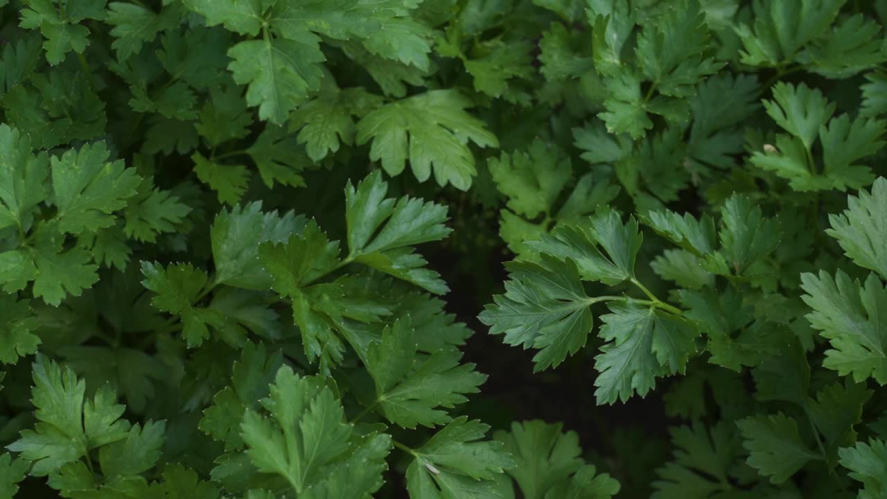 花园里有欧芹。从以上观点。特写镜头。有选择性的重点。多莉。视频素材