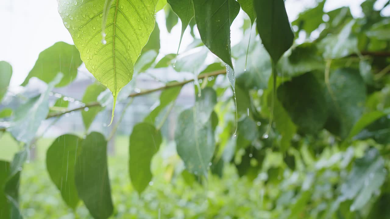 雨水雨水滴在绿叶植物上，热带森林的雨天，绿色自然生态理念视频素材