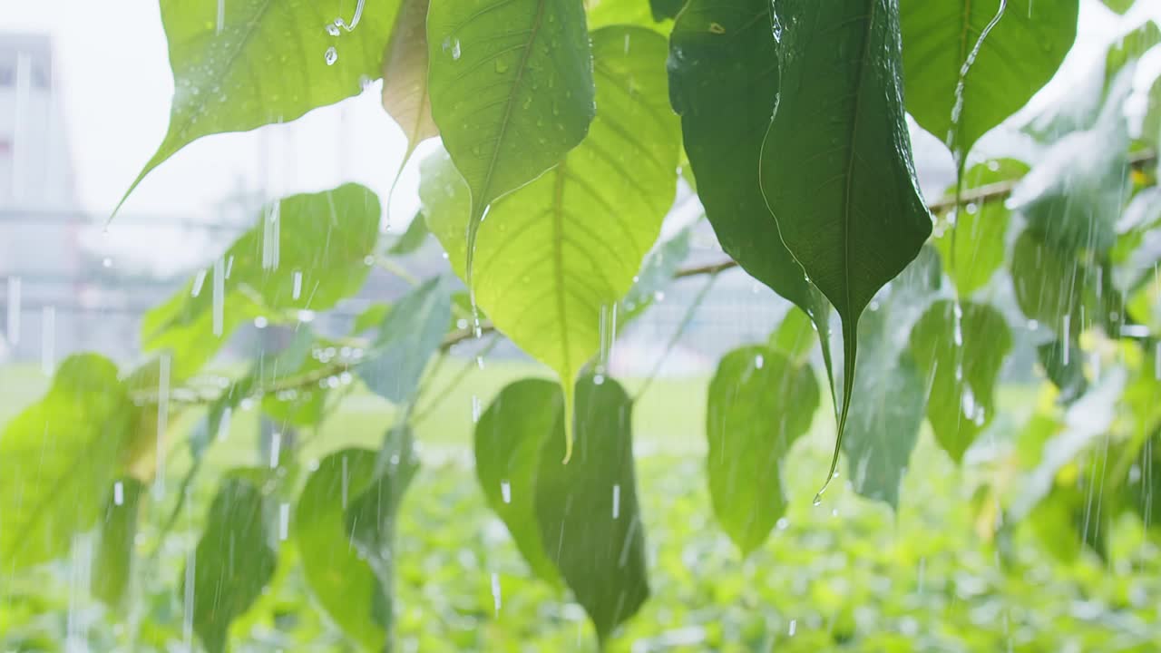 雨水雨水滴在绿叶植物上，热带森林的雨天，绿色自然生态理念视频素材