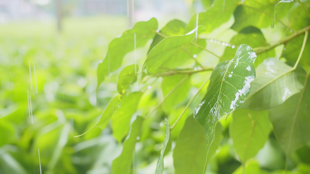 雨水雨水滴在绿叶植物上，热带森林的雨天，绿色自然生态理念视频素材