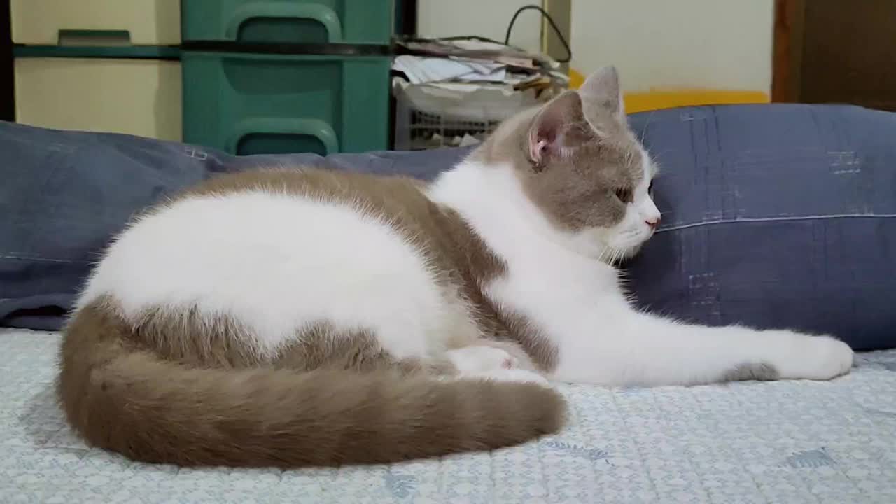 一只小猫四处张望，昏昏欲睡。视频素材