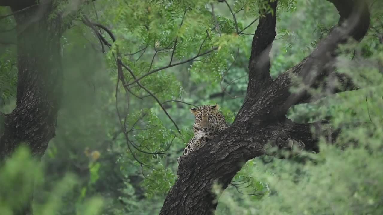 在印度中部森林的户外丛林狩猎期间，野生雌性豹或黑豹在一棵树上与眼睛接触的完全或中等镜头的自然绿色背景- panthera pardus fusca视频素材