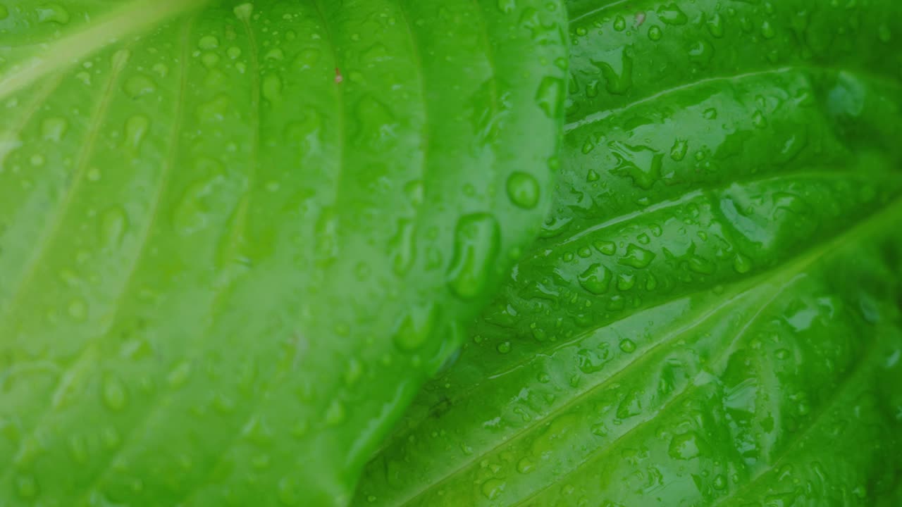 雨后的绿叶视频素材