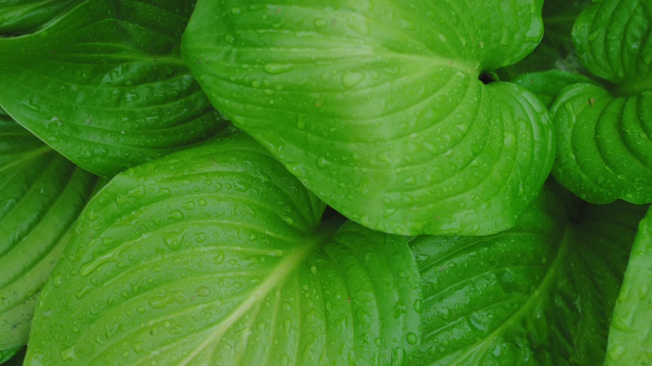 雨后的绿叶视频素材