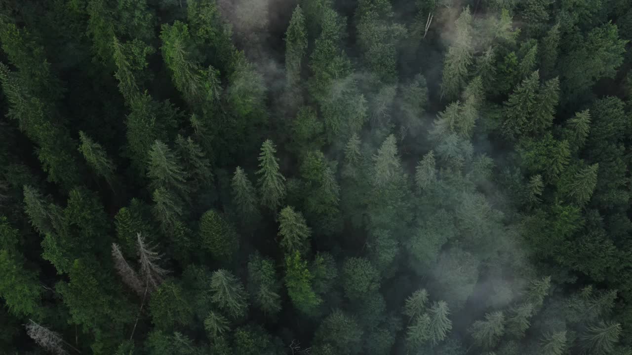 鼓舞人心的史诗镜头深和野生的绿色松林在晨雾高山，夏季或秋季国家公园，保护区。云朵在山峰上翻滚。旅行目的地的概念视频素材