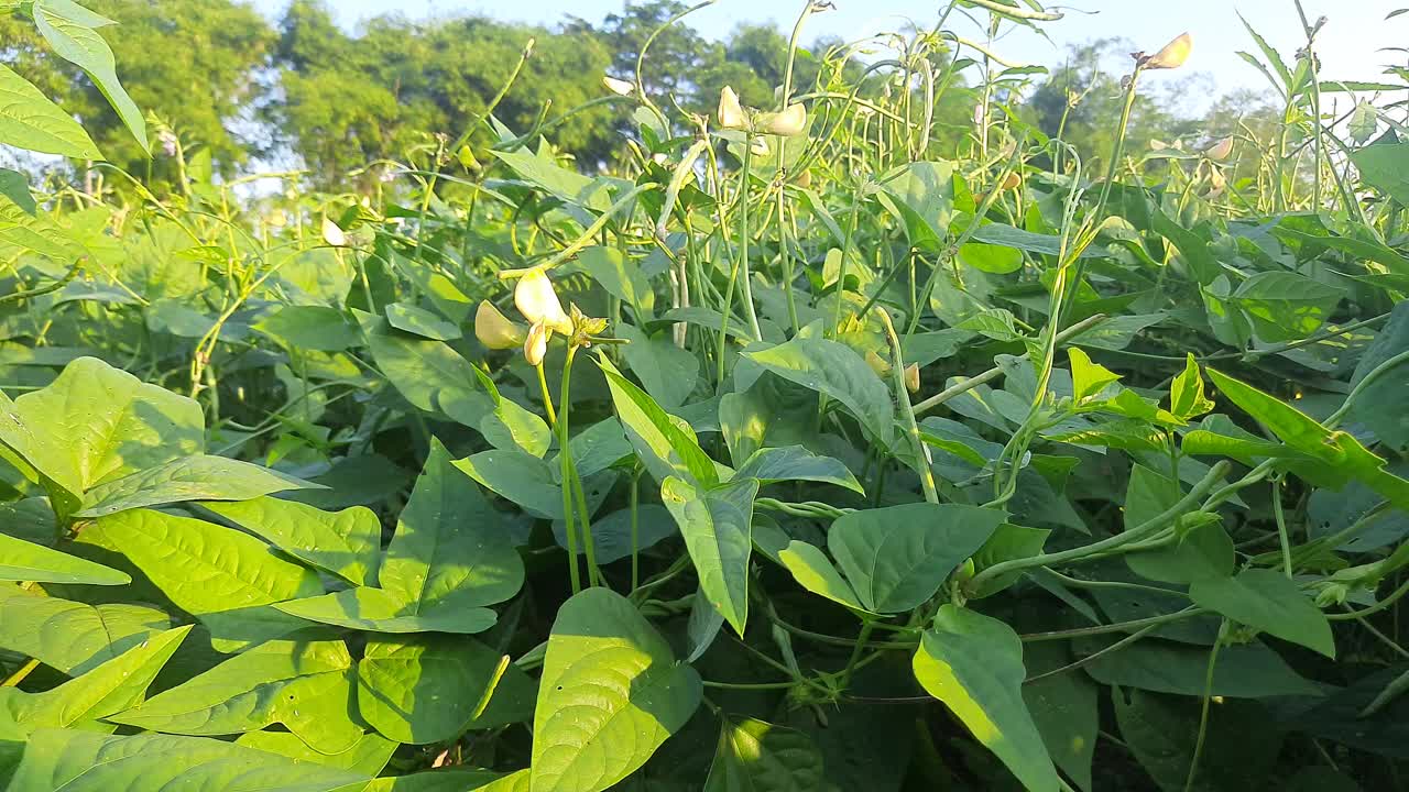 豇豆。视频素材