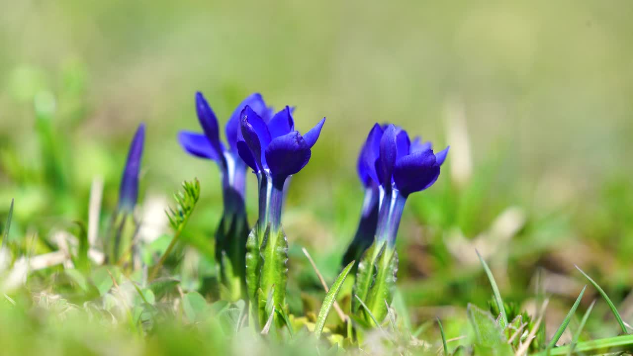 百香花视频素材