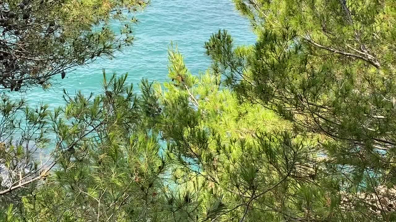 松树的树枝和湛蓝的海浪。地中海海岸田园般的夏日自然。放松、宁静、自然。视频素材