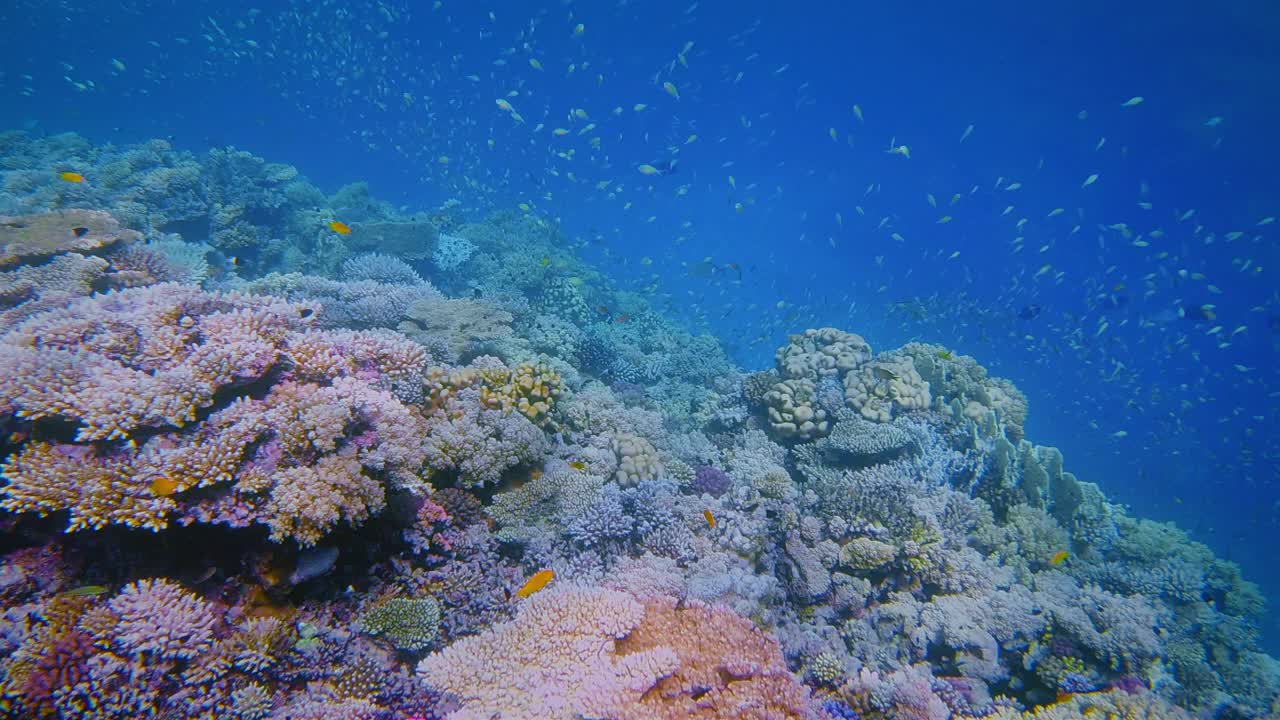 在美丽的珊瑚礁上有许多小型热带鱼的海洋生物，Chromis viridis(绿色Chromis)在红海- Marsa Alam -埃及视频下载