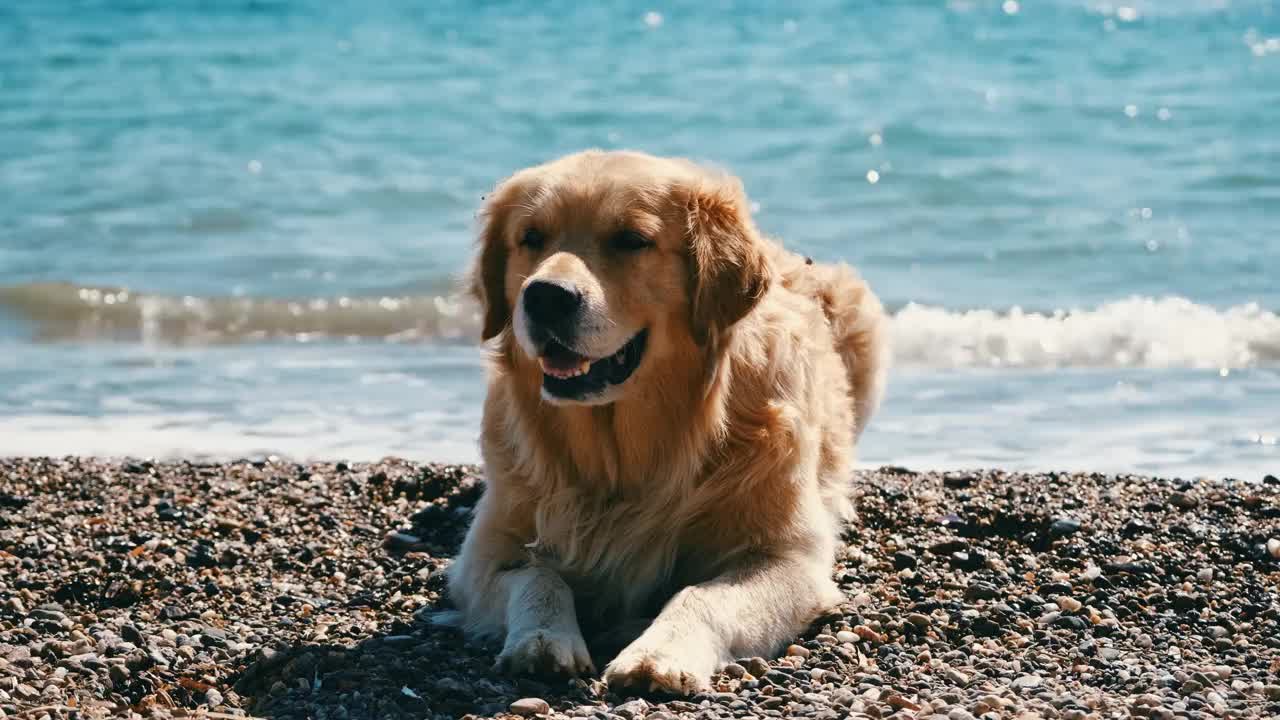 金毛猎犬坐在海边的沙滩上，四处张望，打着哈欠。视频素材