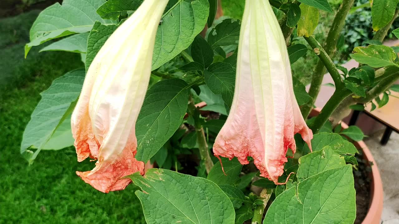 曼陀罗花植物在家庭花园。植物学的概念。园艺布鲁姆户外视频素材