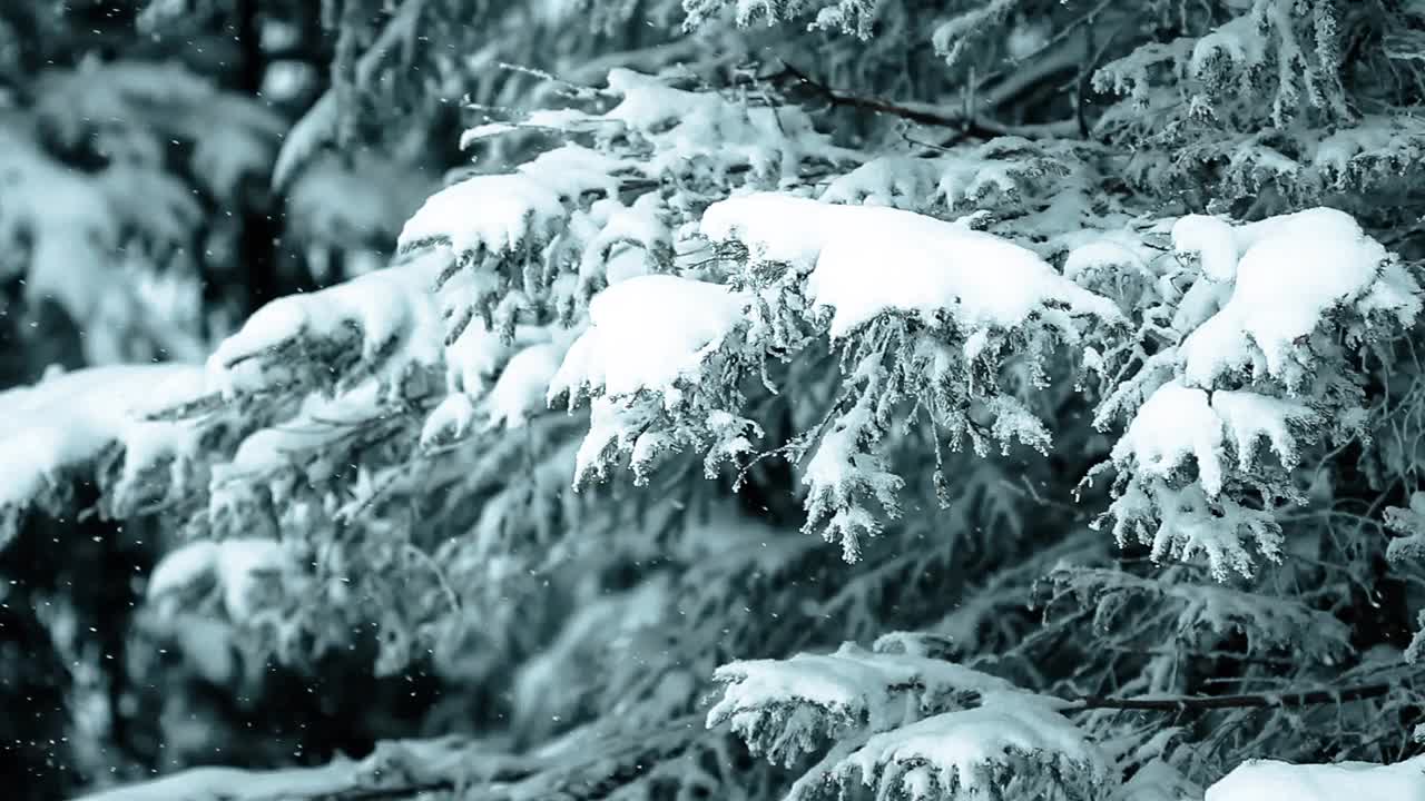 冰雪覆盖的树木构成了美丽的冬季景观。冬天的山。视频素材