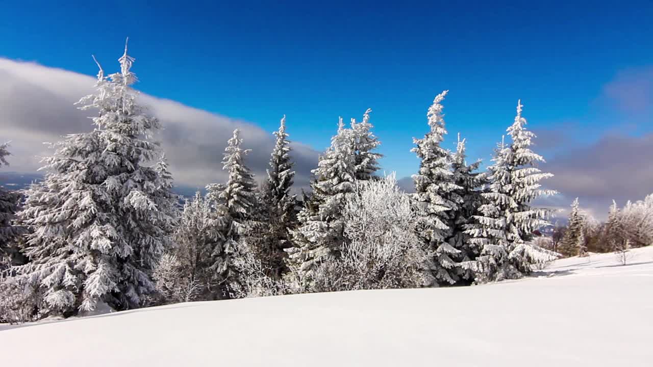 冬季的高山景观有高大的云杉和雪视频素材