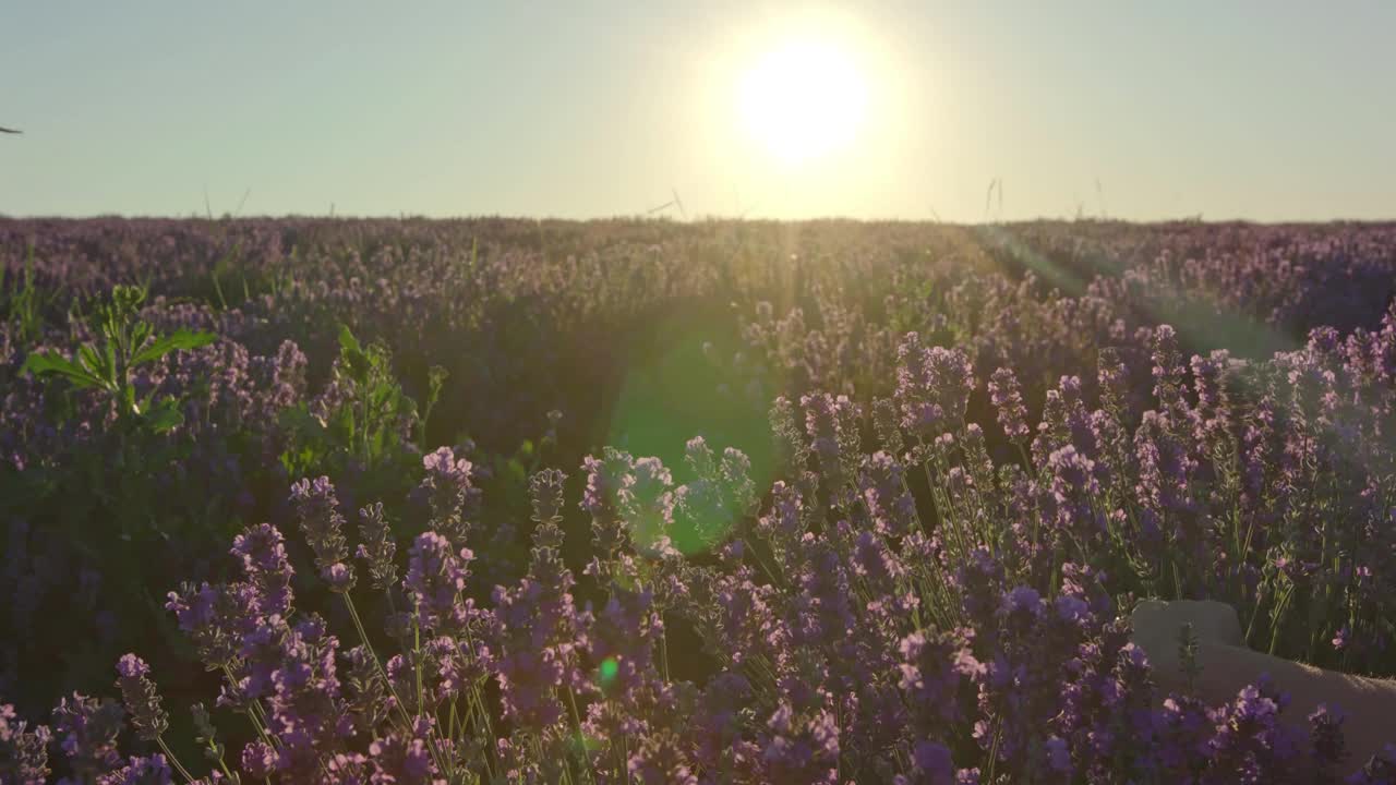 日落时分薰衣草田的夏日美景。视频下载