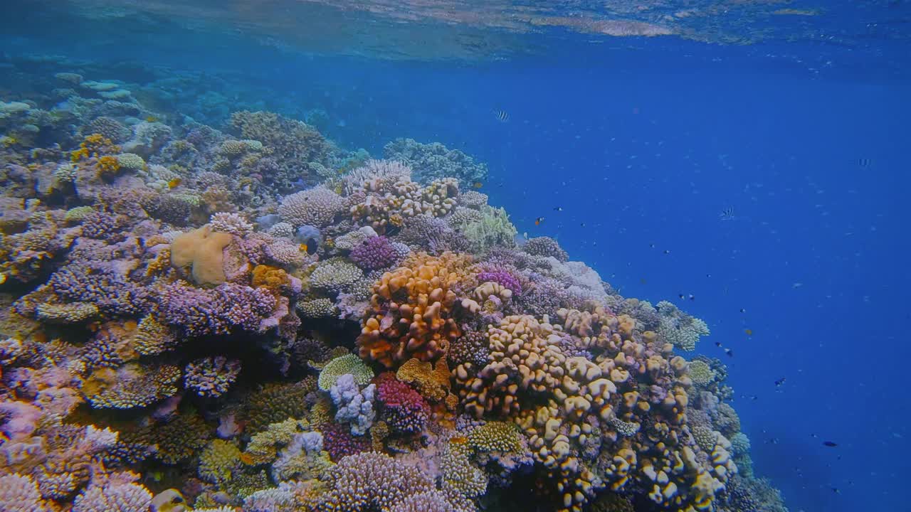 红海上有许多小型热带鱼的美丽珊瑚礁上的海洋生物-马萨阿拉姆-埃及视频下载