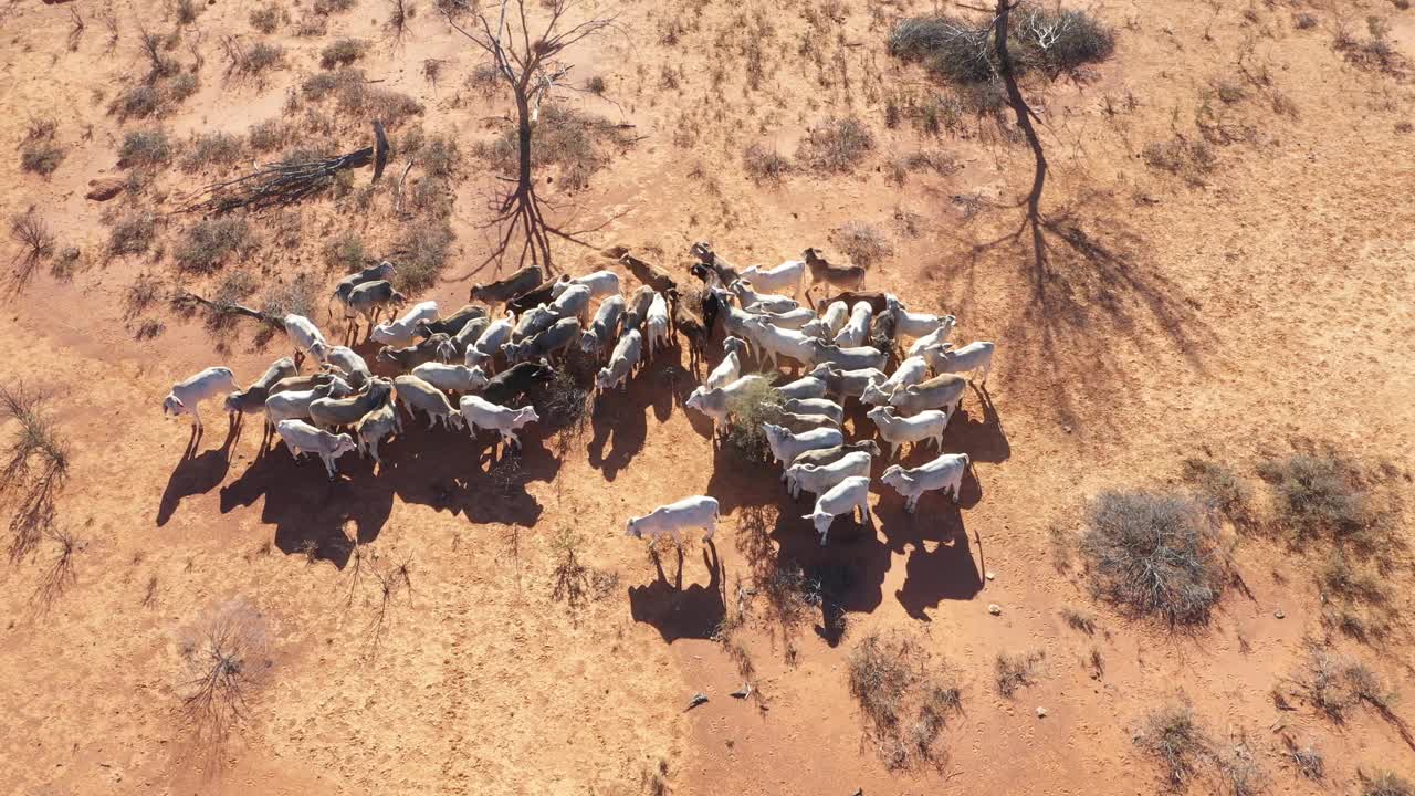 4k空中视频俯瞰一群肉牛在澳大利亚内陆干燥的草地上移动视频下载