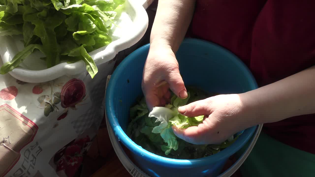 女人正在水里洗蔬菜沙拉视频素材