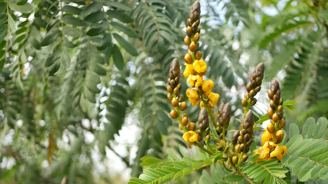 非洲番泻子花开花，园艺在加利福尼亚，美国。自然植物近距离背景。黄色的花朵在春天的早晨花园，新鲜的春天植物在柔软的焦点。烛台多汁的植物。视频素材