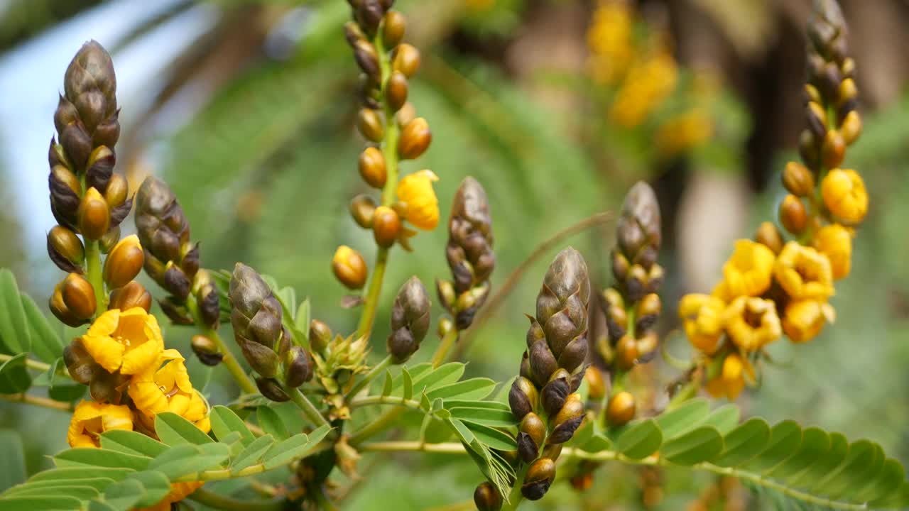 非洲番泻子花开花，园艺在加利福尼亚，美国。自然植物近距离背景。黄色的花朵在春天的早晨花园，新鲜的春天植物在柔软的焦点。烛台多汁的植物。视频素材