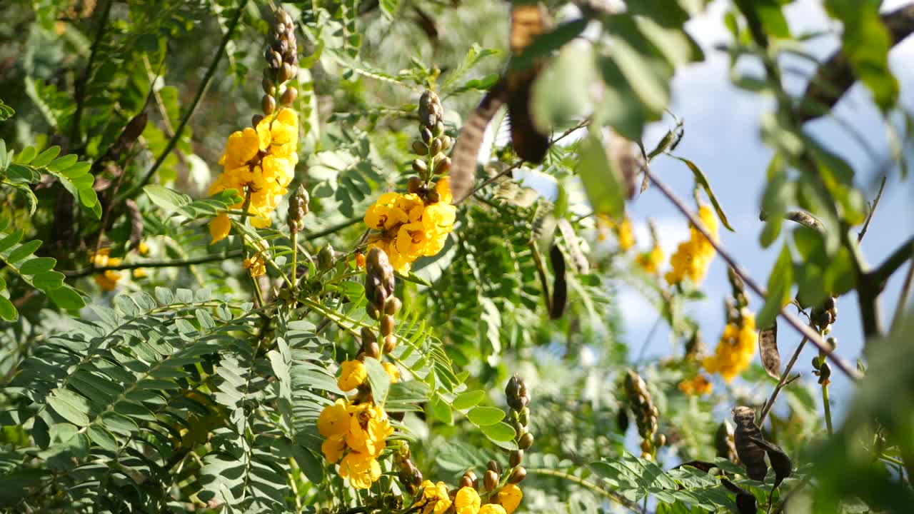 非洲番泻子花开花，园艺在加利福尼亚，美国。自然植物近距离背景。黄色的花朵在春天的早晨花园，新鲜的春天植物在柔软的焦点。烛台多汁的植物。视频素材